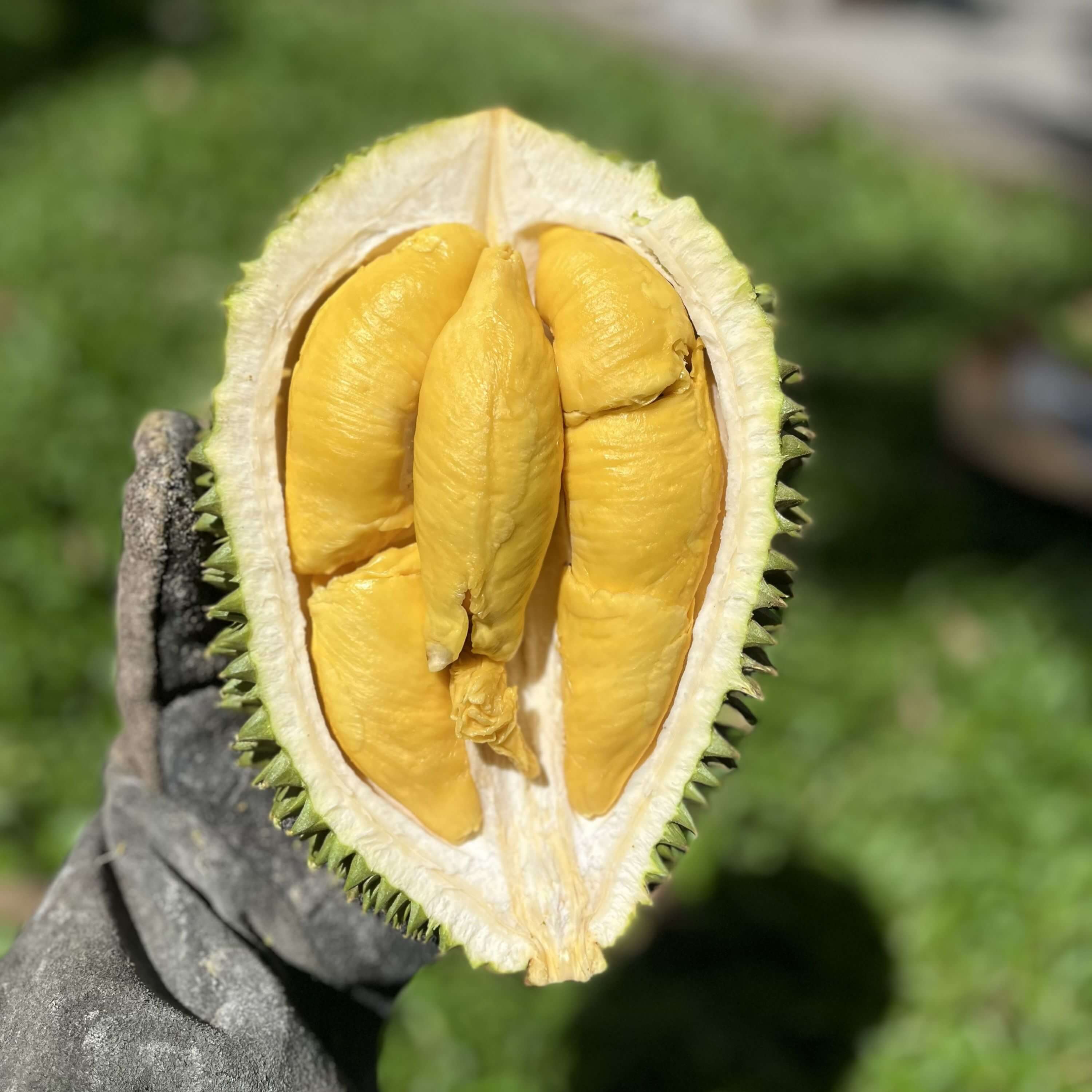 Sầu riêng thơm ngào ngạt